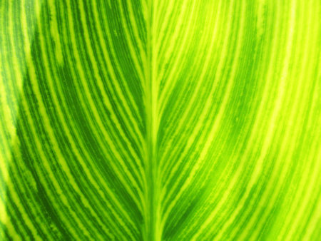 green nature  green leaf