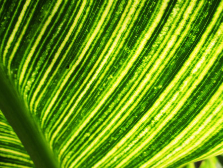 green nature  green leaf