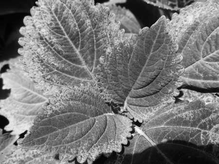 Black background nature, leaves, plant and flowers photographyの写真素材