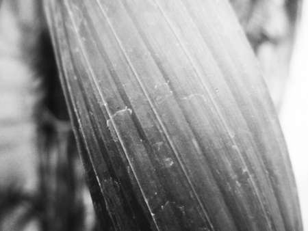 Black background nature, leaves, plant and flowers photographyの写真素材