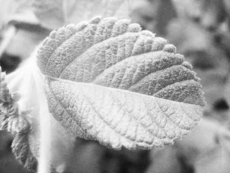 Black background nature, leaves, plant and flowers photographyの写真素材