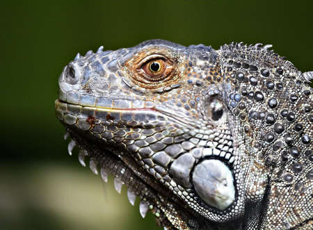Iguana Iguanaの写真素材