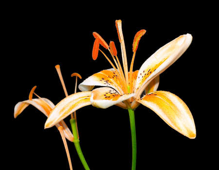 Orange Canada Lily - Lilium Canadenseの写真素材