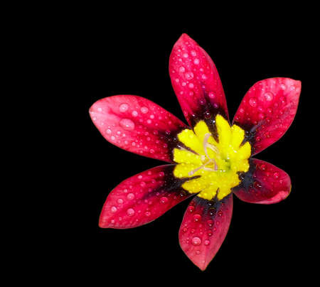 Red Black Yellow Lily Lilium X Asiaticaの写真素材