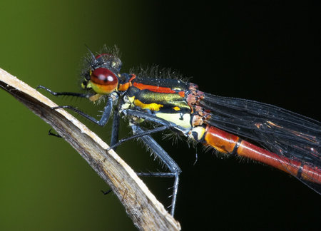 Red Damselfly