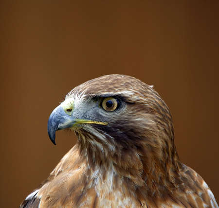 Red Kite Milvus Milvusの写真素材