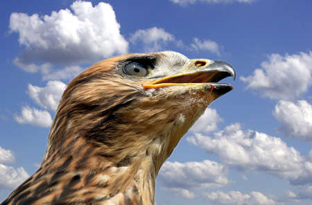 Red Kite Juvenile - Milvus Milvusの写真素材