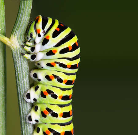 Caterpillar - Lepidopteraの写真素材