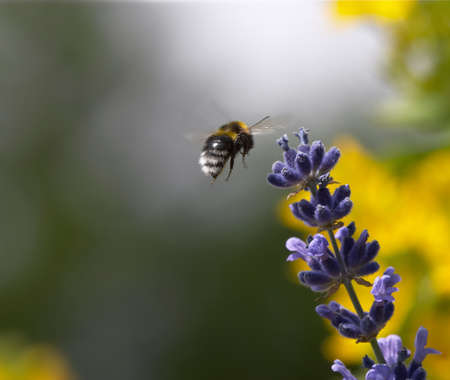 Flying Bumble Beeの写真素材