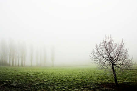 Trees In Fogの写真素材