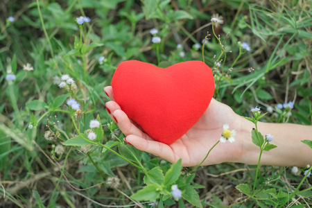 Red heart in hand of young womeの写真素材
