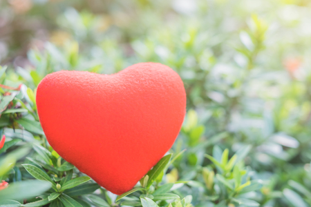 Red heart on green leaves of flowers. Love conceptの写真素材