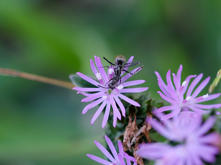 Close up of an ant on purple grass flowersの写真素材