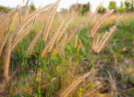 Grass flower at sunrise in the nature background