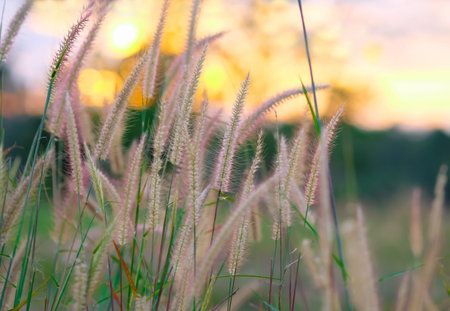 Grass flower at sunset in the meadow background