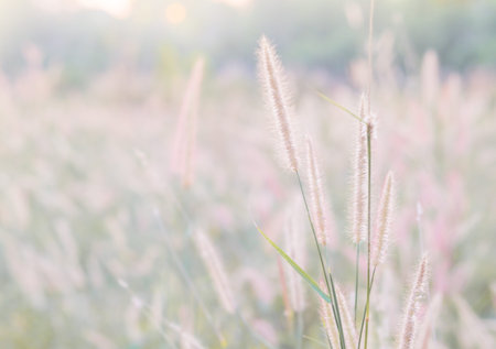 Grass flower in soft focus and blurred with vintage style for backgroundの写真素材