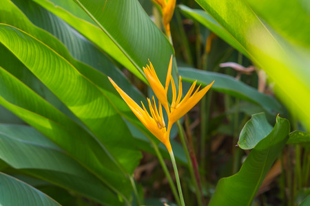 Yellow heliconia flower and green leaf in the garden.の写真素材