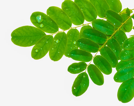 Green leaves with water drops isolate on white background with clipping path