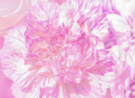 Beautiful carnation flower in soft and blur style for backgroundの写真素材