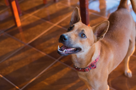 Old dog standing on the floor  looking for foodの写真素材