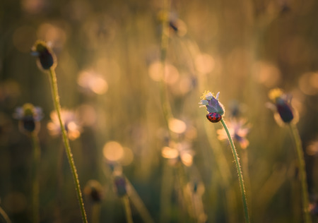 A ladybug on grass flower with natural background and sunlight from the sunsetの写真素材