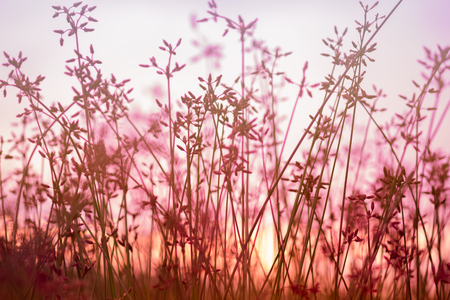 Beautiful Wild flower in sunset backgroundの写真素材