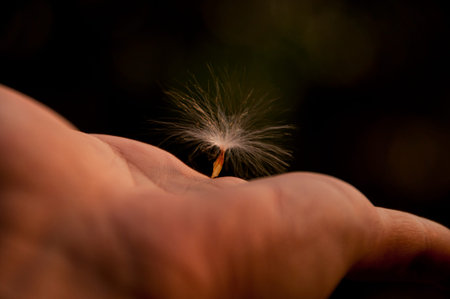 Close up hand holding flying seedの写真素材