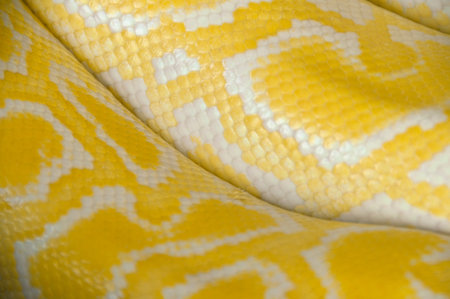 Closeup Python skin