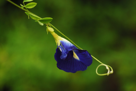 Butterfly Pea Flowerの写真素材