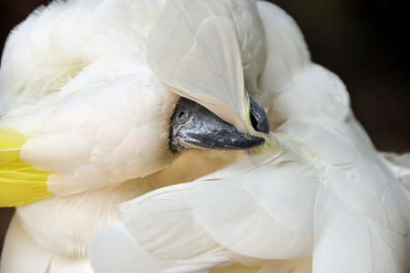 Closeup white cockatoo bends head to cleanの写真素材