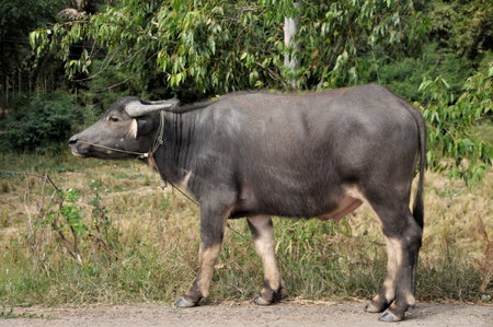 Buffalo walking on road