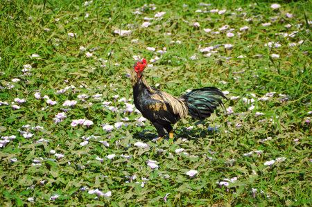 Chicken on grass