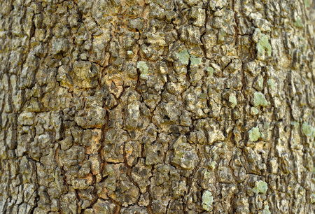 Tree bark texture