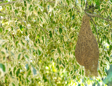 Bird nest on treeの写真素材