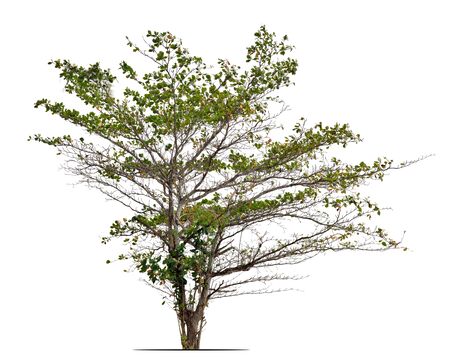Terminalia catappa, Tropical almond, Bengal almond, Indian almond, Sea almond, Beach almondの写真素材