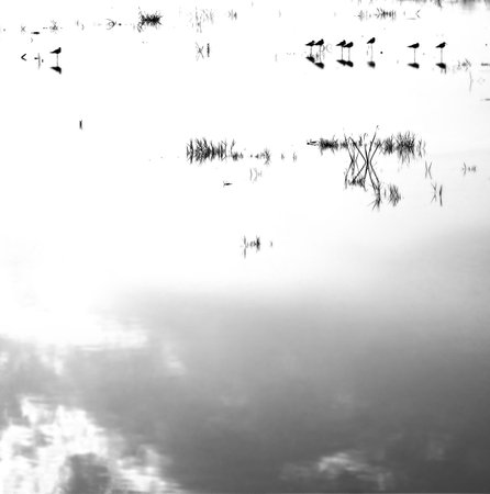 Group of water birds at lake