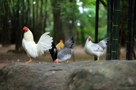 Closeup chickens on the rock at bamboo backgroundの写真素材