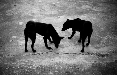Two black dog