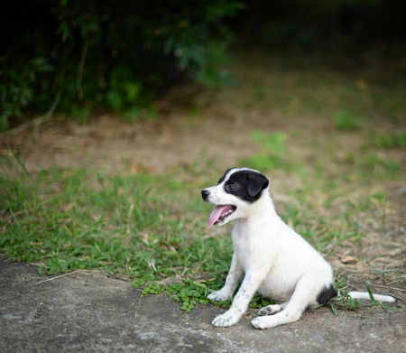 Closeup black and white dog sitting on groundの写真素材
