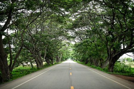 Rain tree tunnel roadの写真素材