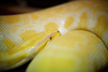 Gold Python : Closeupの写真素材
