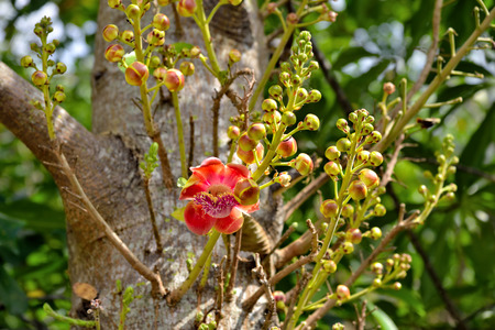 Cannonball flower of Cannonball Tree or Sal Treeの写真素材