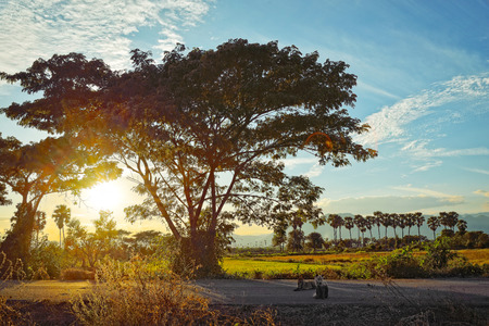 Golden sunset through tree : Lens flareの写真素材