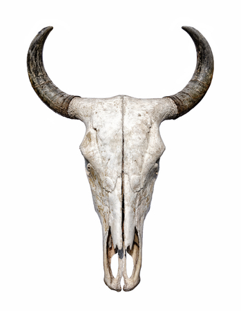 Bull Skull isolated on white backgroundの写真素材
