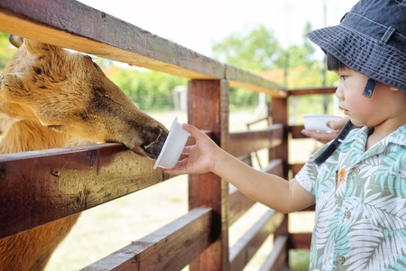 Little boy feeding deer in farm : Closeupの写真素材