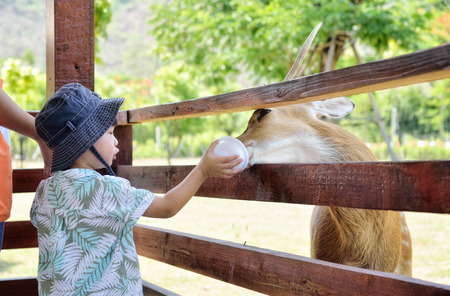 Little boy feeding deer in farm : Closeupの写真素材