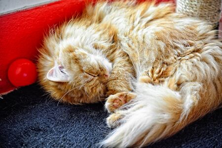 Sleeping cat : Closeupの写真素材
