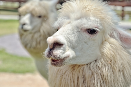 Alpacas in farm : Closeupの写真素材