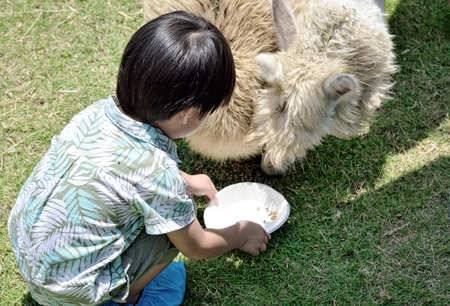 Little boy feeding  alpaca  in farm : Closeupの写真素材