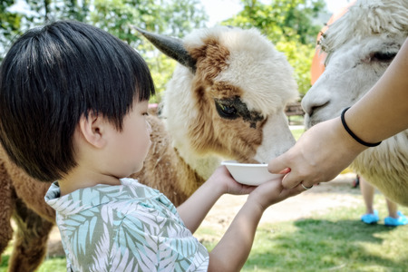 Little boy feeding alpacas in farm : Closeupの写真素材